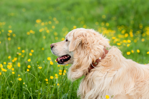 dog in a flower field