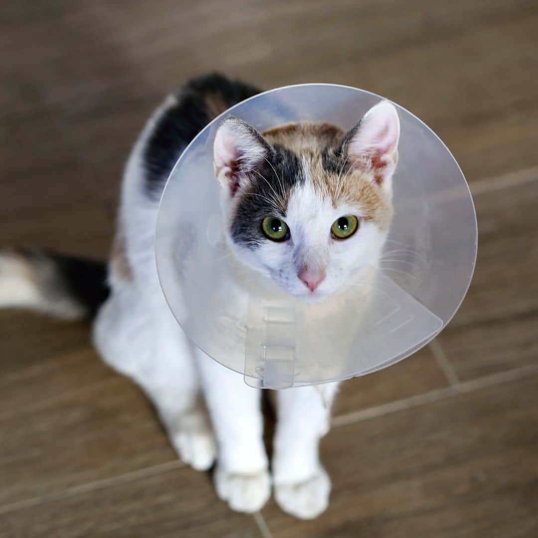 A cat wearing a protective cone