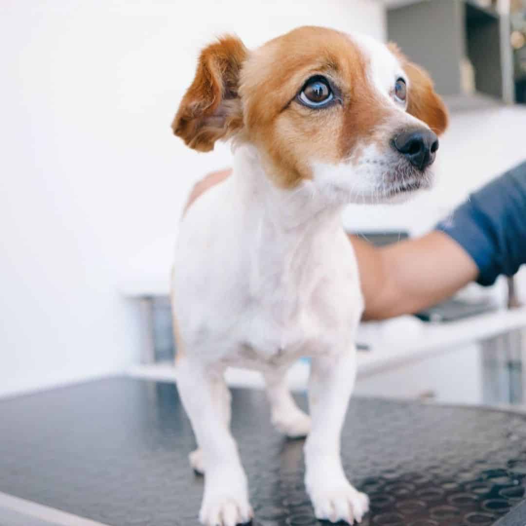 A vet examines a dog