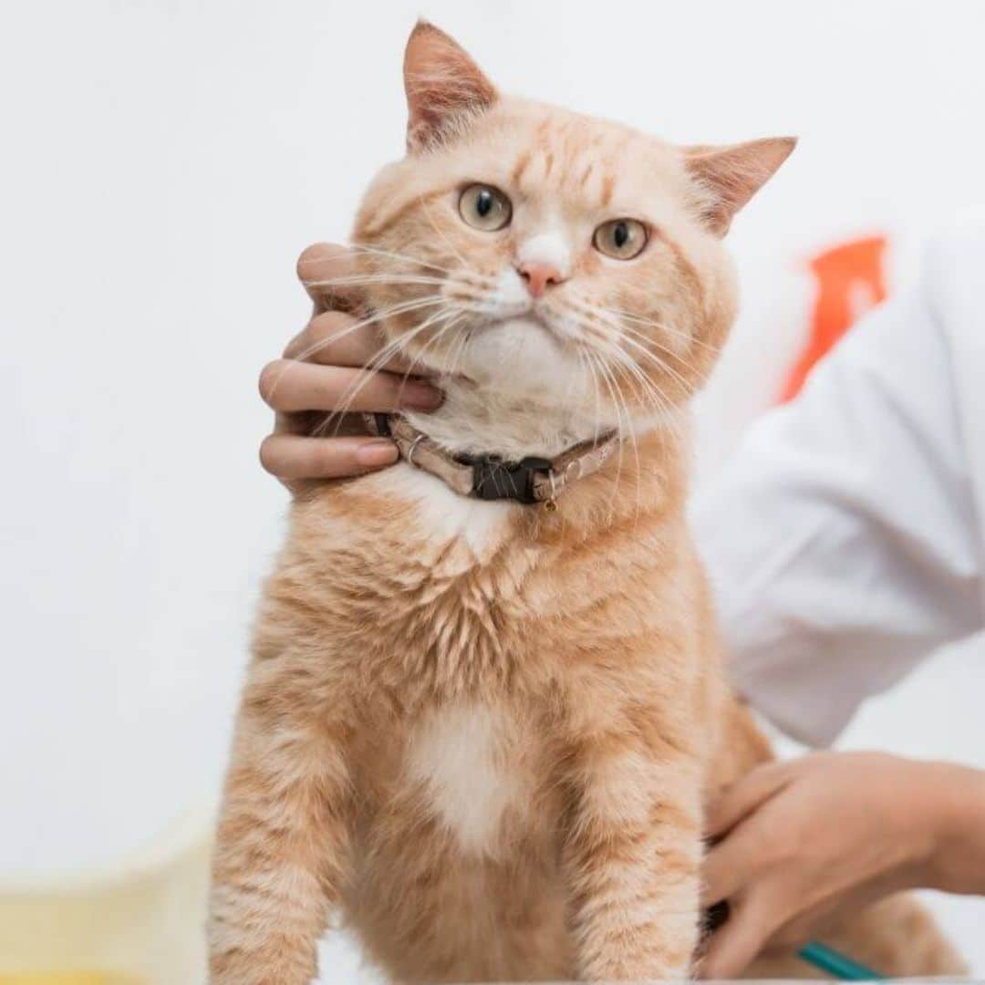 A vet examines a cat
